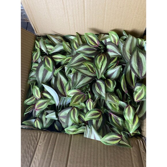 2 Faux Peperomia Plants Trailing Vine Hanging Wall Pot Floral Crafts Decor - Picture 1 of 3